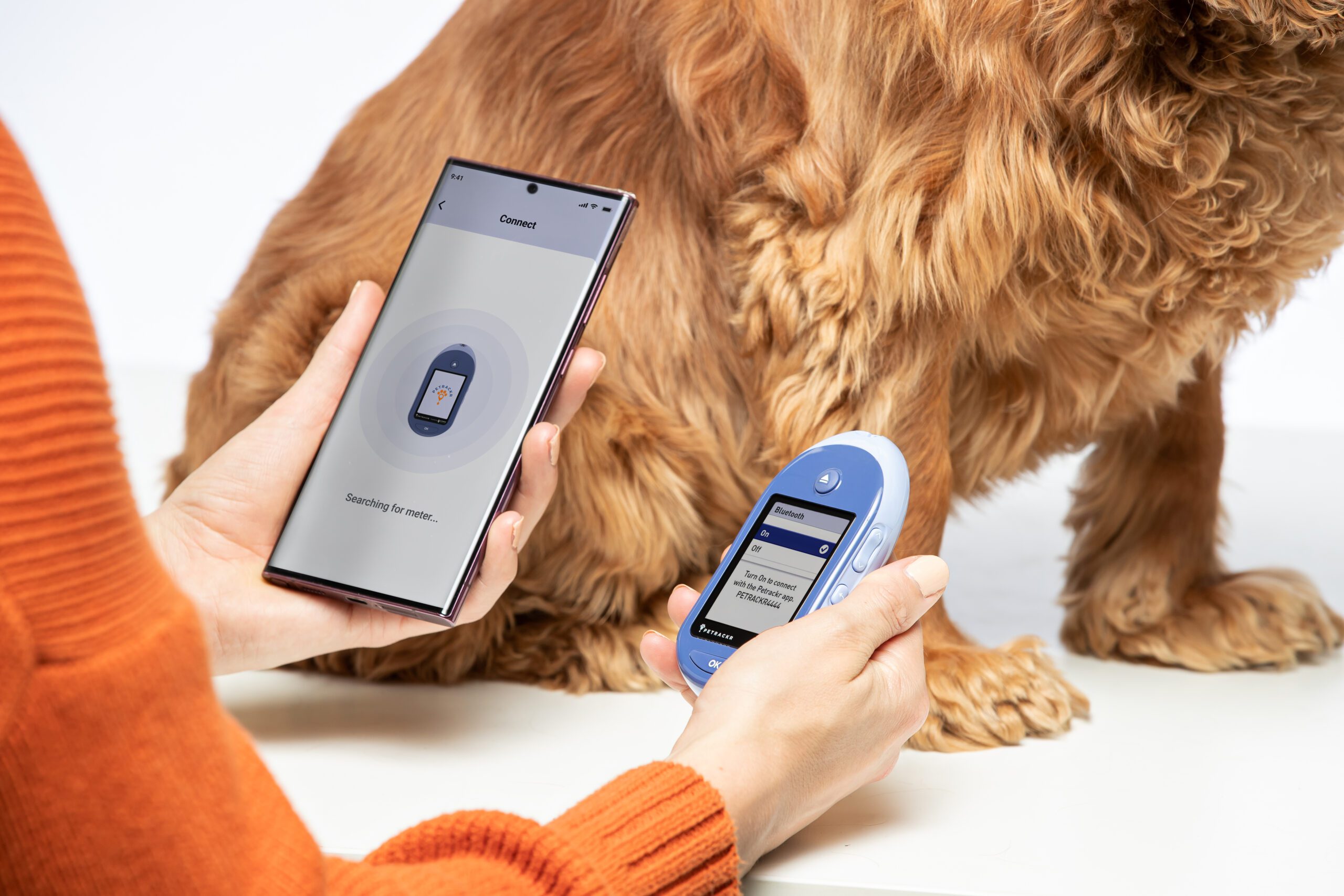 why-it-is-important-to-monitor-blood-glucose-levels-daily-in-cats-and-dogs