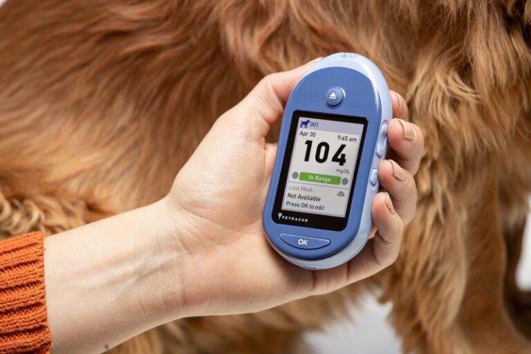 Why it is important to monitor blood glucose levels daily in cats and dogs?
